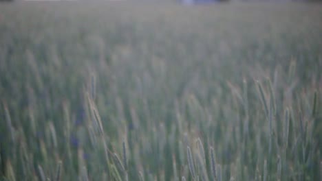 Slow-Motion,-View-of-a-cereal-field-during-sunset