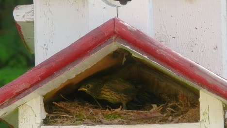 Junco-Vögel-In-Einem-Nest-In-Einem-Vogelhaus