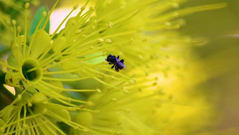 Single-Australian-black-bee-with-pollen-filled-corbiculae---flies-away