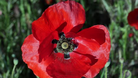 A-poppy-with-two-small-bees-inside