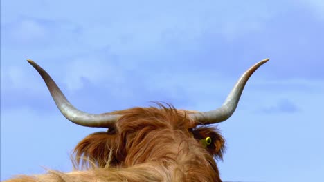 Back-of-a-head-of-a-Highland-cow-with-huge-horns