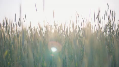 Slow-Motion,-View-of-a-cereal-field-during-sunset