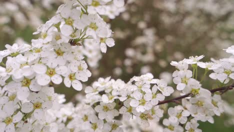 Closeup-of-small,-delicate,-white-flowers-in-spring