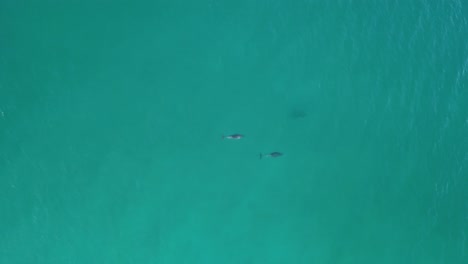 Delfines-Nadando-Y-Jugando-En-La-Costa-De-Australia