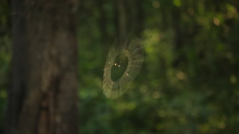 Small-spider-spins-beautiful-spiral-web-of-silk-in-green-forest,-last-sun-rays-illuminate-the-intricate-geometric-pattern-as-it-blows-on-a-gentle-breeze-on-a-summer-day-in-Africa
