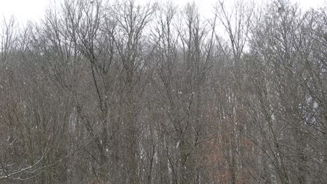 Snowing-over-tree-branches,-cold-weather-close-to-the-holidays
