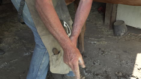 Horse-farrier-using-a-nippers-to-trim-the-hoof-of-a-Quarter-horse