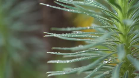 Close-up-of-water-droplets-on-leaves