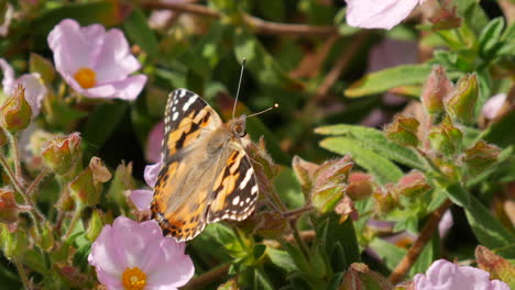 Makro-Nahaufnahme-Eines-Distelfalter-Schmetterlings,-Der-Sich-Von-Nektar-Ernährt-Und-Rosa-Blüten-Bestäubt-Und-Dann-Mit-Orangefarbenen-Flügeln-In-Zeitlupe-Davonfliegt