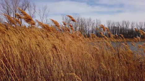 Slow-moving-wide-pan-of-bulrushes-moving-in-the-spring-wind-by-a-lake