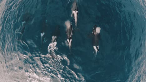 Orcas-Gruppe-Schwimmt-Auf-Der-Halbinsel-Valdés,-Patagonien,-Argentinien,-Luftaufnahme-Von-Oben