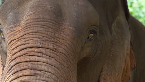 Geretteter-Asiatischer-Elefant-In-Einem-Naturschutzgebiet