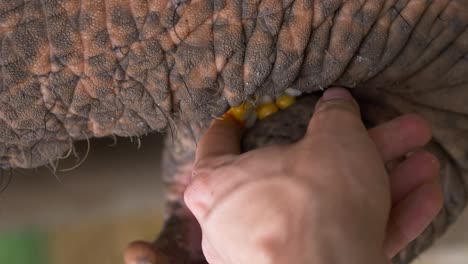 Geretteter-Asiatischer-Elefant,-Der-In-Einem-Naturschutzgebiet-Futter-Aus-Der-Hand-Frisst