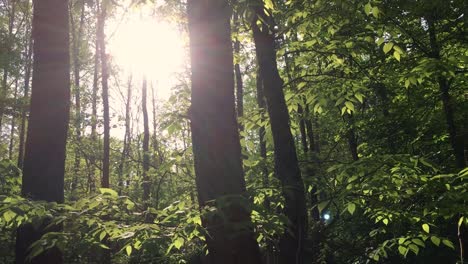 [Pan-Shot]-Wunderschönes-Sonnenlicht-Durch-Grüne-Blätter-Im-Wald-|-Sonnenlichtreflexion
