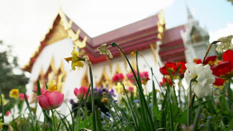 Zoomen-Sie-Durch-Ein-Tulpen--Und-Narzissenblumenfeld-Und-Geben-Sie-Einen-Herrlichen-Blick-Auf-Einen-Versteckten-Thailändischen-Buddhistischen-Tempel-Frei