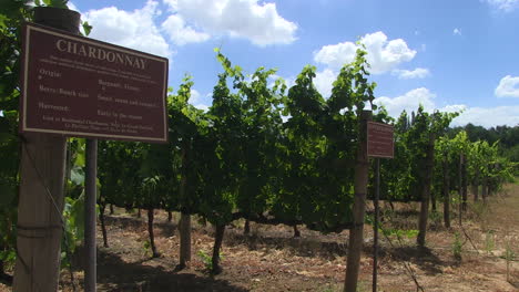 Vineyard-and-the-varietals-in-rows