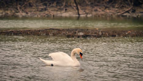 Gorgeous-white-swan-resting-peacefully-on-pond-in-Italy
