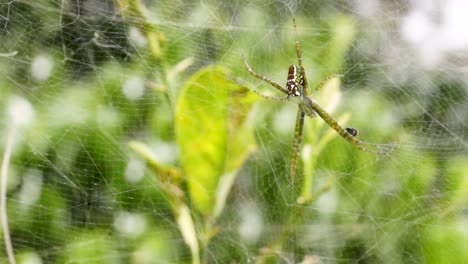 Cyrtophora-moluccensis-spider-hangs-upside-down-on-web
