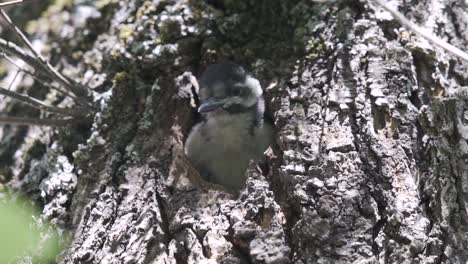 Cute-Baby-spotted-woodpecker-bird-nestling-tweeting-while-perched-at-entrance-of-nest,-in-slow-motion,-Gran-Canaria,-Canary-Islands,-sunny-day
