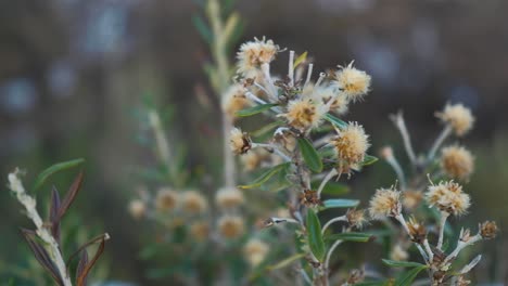 Wind-Weht-über-Wilde-Distelpflanze-Im-Nationalpark-Tierra-Del-Fuego-Aus-Nächster-Nähe