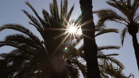 Sun-flare-and-starring-coming-through-palm-tree-in-tropical-climate-vacation-destination-camera-zoom-in