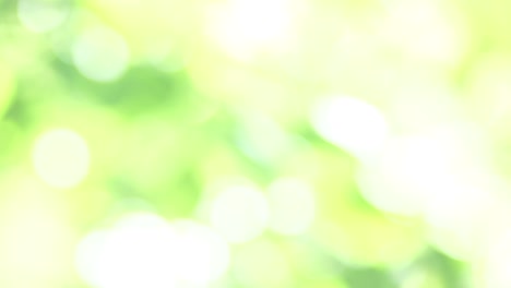 Beautiful-blurred-texture-of-leaves