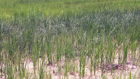Medium-Shot-of-Rice-Plants-in-a-Rice-Paddy