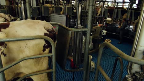 Shot-of-the-milking-system