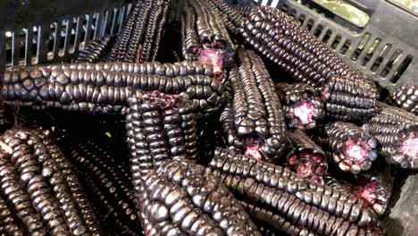 Black-corn-in-detail,-in-supermarket-box,-Maíz-Morado