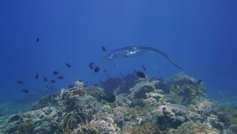 Ein-Majestätischer-Riffmantaray-Schwimmt-Ruhig-Und-Mit-Klarer-Sicht-über-Einen-Mit-Korallen-Bedeckten-Grund