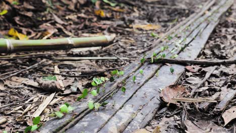 Ameisen-Arbeiten-Im-Amazonas-Regenwald,-Tragen-Blätter,-Cusco,-Peru,-Südamerika