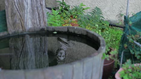 Half-wooden-wine-barrel-with-water-reflecting-face-of-Roman-era-type-statue