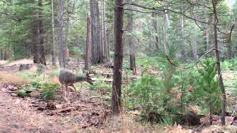 A-close-up-footage-of-a-young-buck-foraging-for-food-in-its-natural-environment