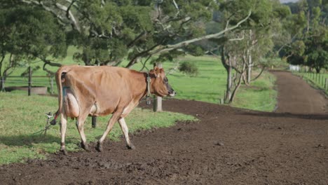 Single-cow-on-a-farm