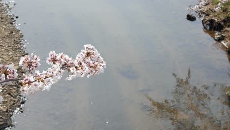 Vista-Del-Paisaje-De-La-Hermosa-Flor-Natural-De-Sakura-En-Plena-Floración-Con-Fondo-De-Agua-Que-Fluye-En-Un-Pequeño-Canal-En-El-Día-Del-Sol-De-Primavera-En-Kikuta,-Fukushima,-Japón