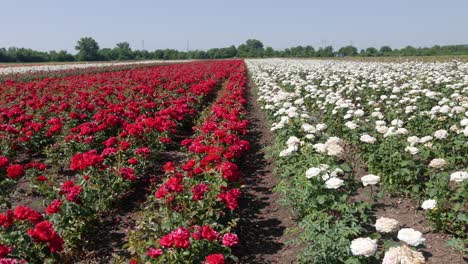 Breeding-farm-for-roses.-Breeding-roses