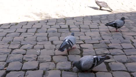 Group-of-white-and-grey-Pigeons,-seeking-food,-walking-on-ancient-street-in-Rome-Italy