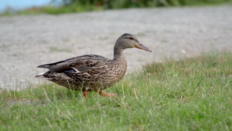 Female-Mallard-duck-walking-on-grass,-looking-for-food