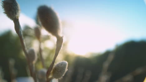 Extreme-close-up-of-a-pussywillow-at-dusk