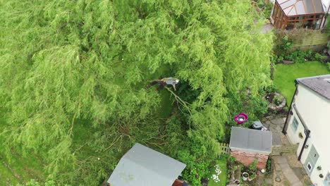 An-aerial-view-of-a-tree-surgeon-trimming-a-large-tree