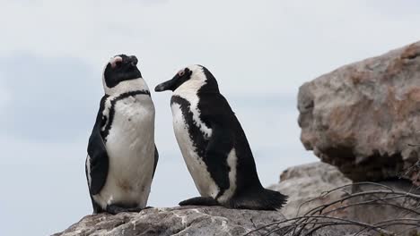 Primer-Plano-De-Pingüino-Africano-En-La-Bahía-De-Betty-Sudáfrica