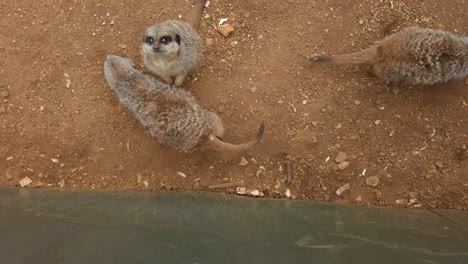 Meerkat-family-looking-at-camera