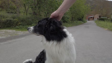 White-hand-petting-a-black-and-dog