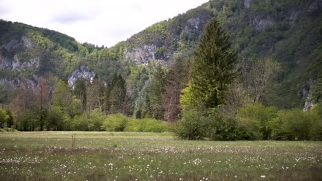 Flores-De-Primavera-En-Eslovenia-Cerca-De-Bohinj-Y-El-Lago-Bohinj