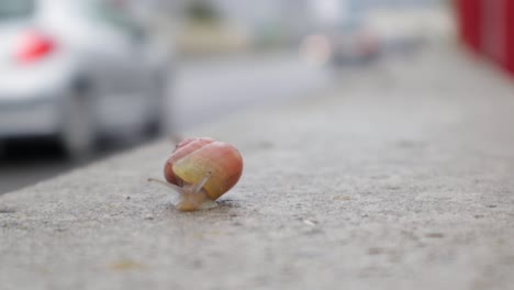 small-snail-braving-the-element-on-a-concrete-wall-next-to-a-traffic-lane,-moving-slowly-contrasting-the-fast-cars,-close-up-still-shot-with-defocused-background