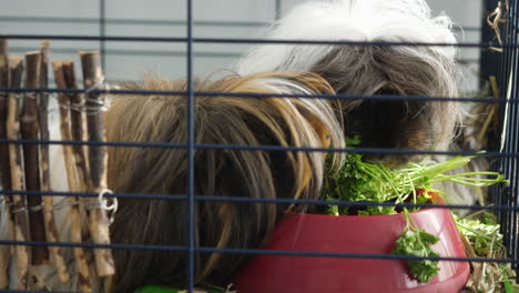 Guinea-pig-stealing-parsley-from-an-other-guinea-pig's-bowl