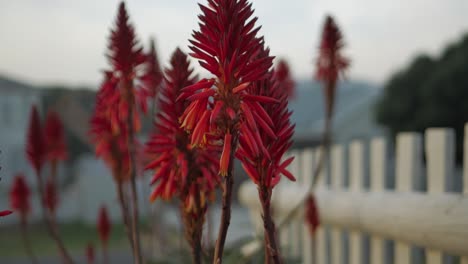 Slow-tilt-up-next-to-fence-of-beautiful-flowering-Aloe-Vera-plants