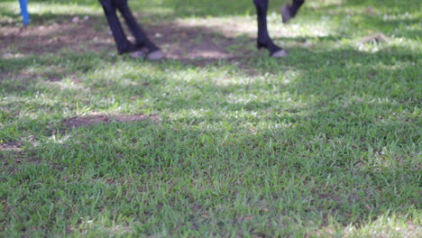 Trained-horse-dancing-in-the-grass-closeup