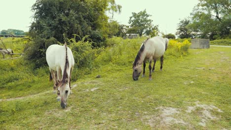 Zwei-Pferde-Fressen-Gras-In-Der-Natur