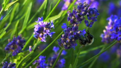 Small-levender-flowers-being-blowned-by-light-breeze-and-bumblebee-flying-around-and-taking-nectar-for-honey-produce